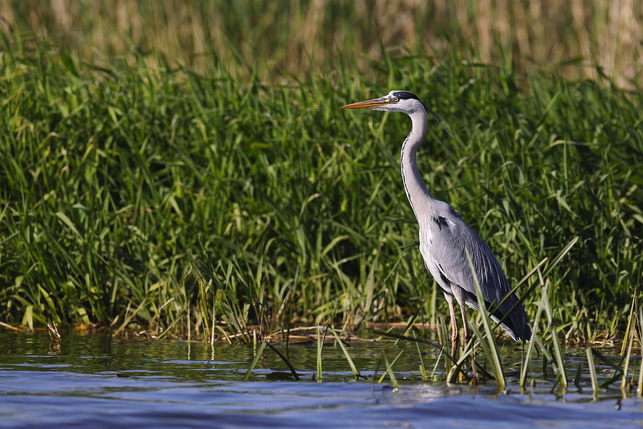 Observer des oiseaux à Bordeaux