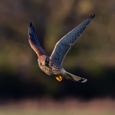 Où observer les oiseaux à Bordeaux et dans la métropole ?