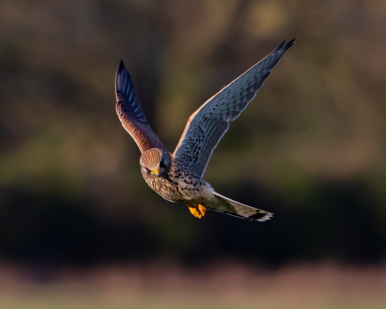 Où observer les oiseaux à Bordeaux et dans la métropole ?