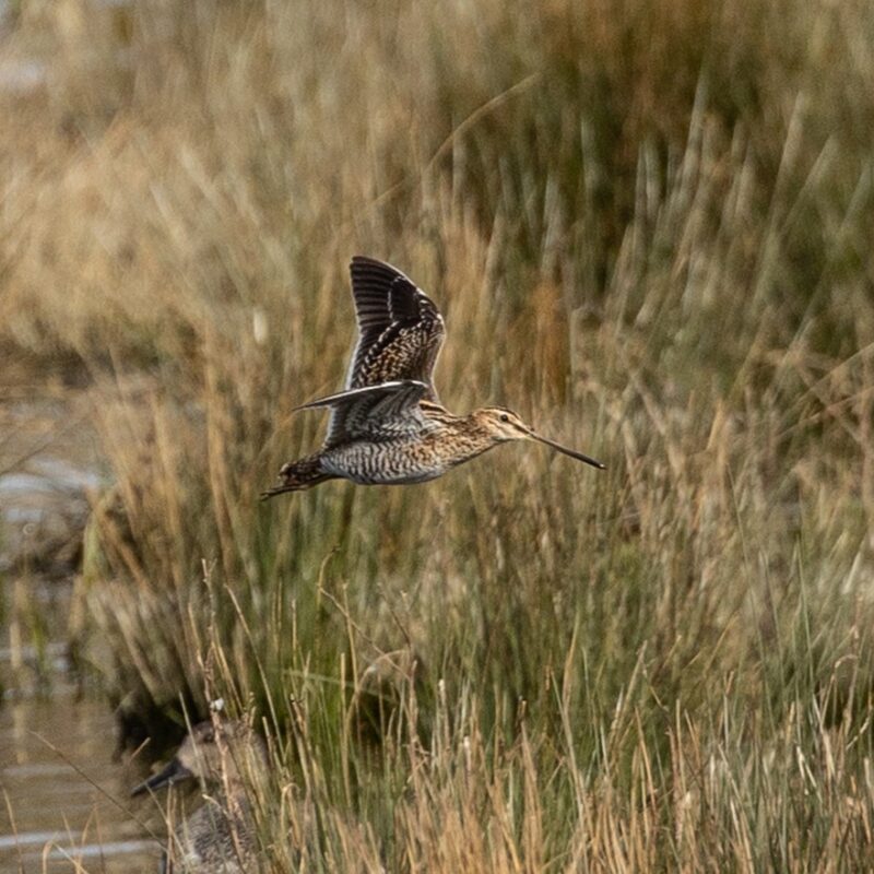 Où observer les oiseaux à Bordeaux