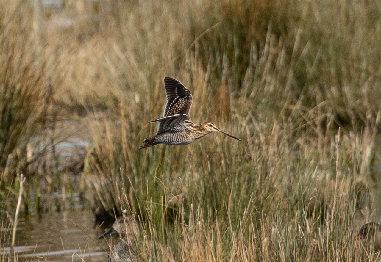 Où observer les oiseaux à Bordeaux