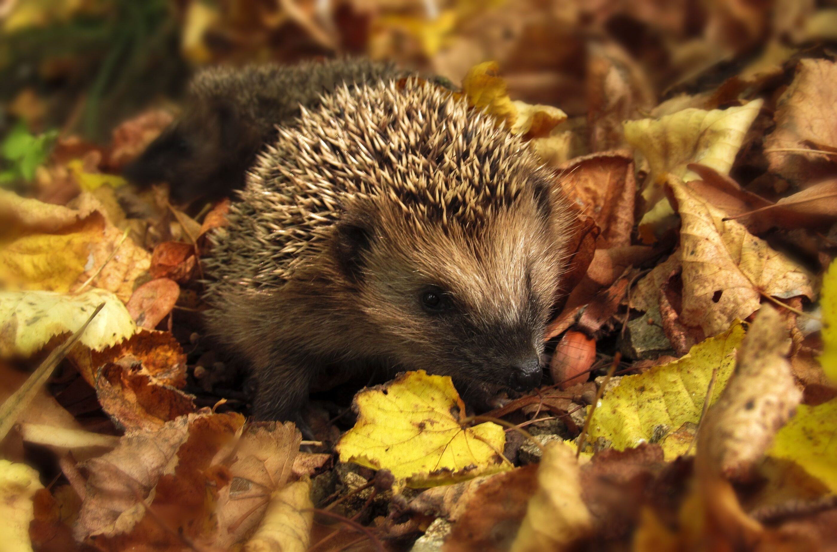 hérisson en automne sortie enfants