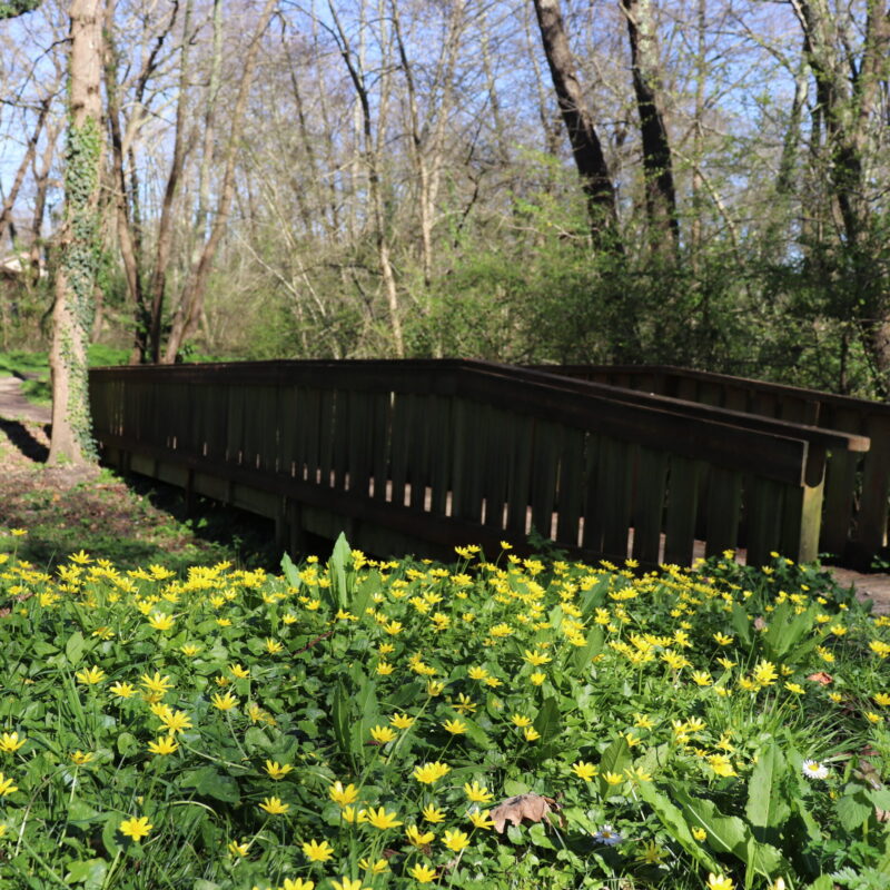 Martignas-sur-Jalles sentier vers le moulin Bidon