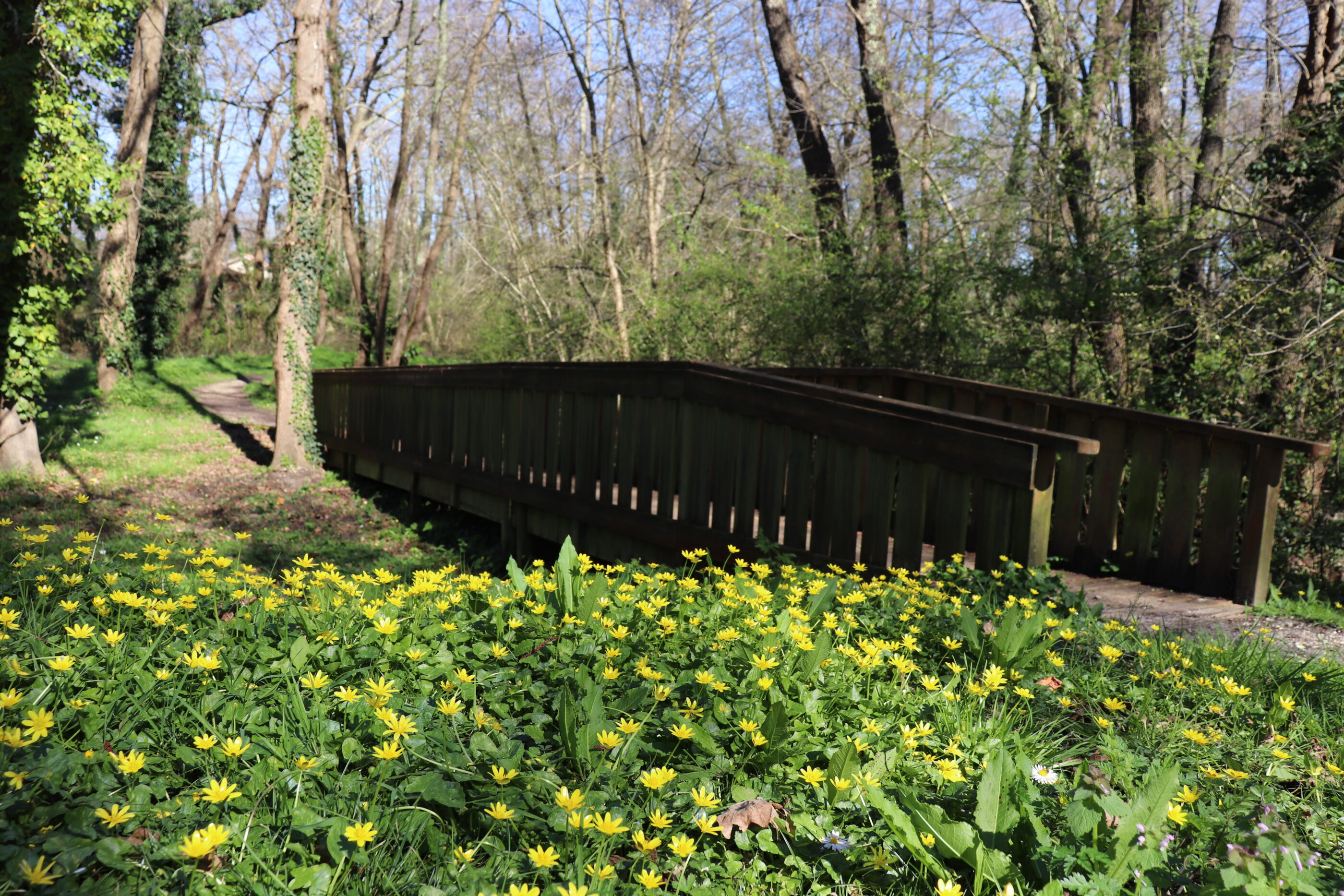 Martignas-sur-Jalles sentier vers le moulin Bidon