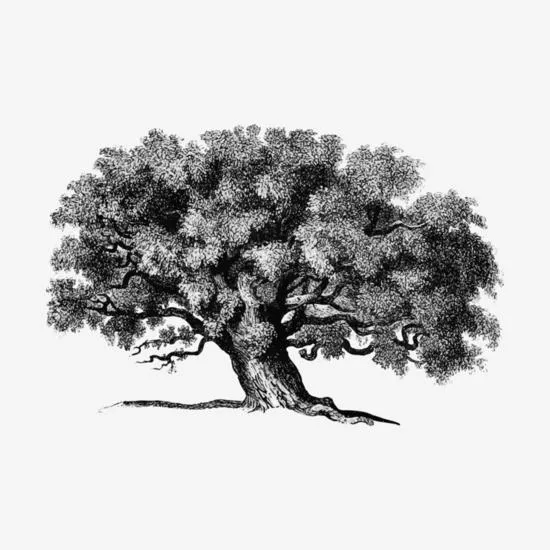 Atelier dessin arbre parc rivière