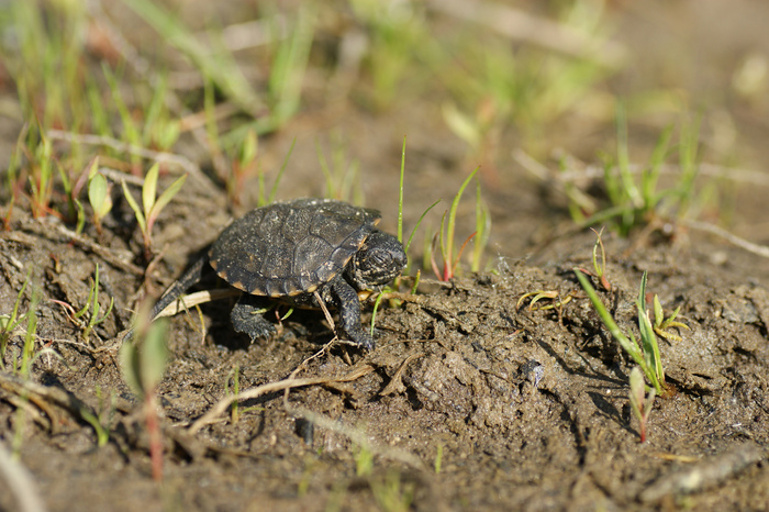 tortues-eau-douce