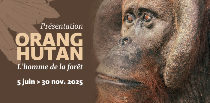 orang-hutan-museum-exposition-bordeaux