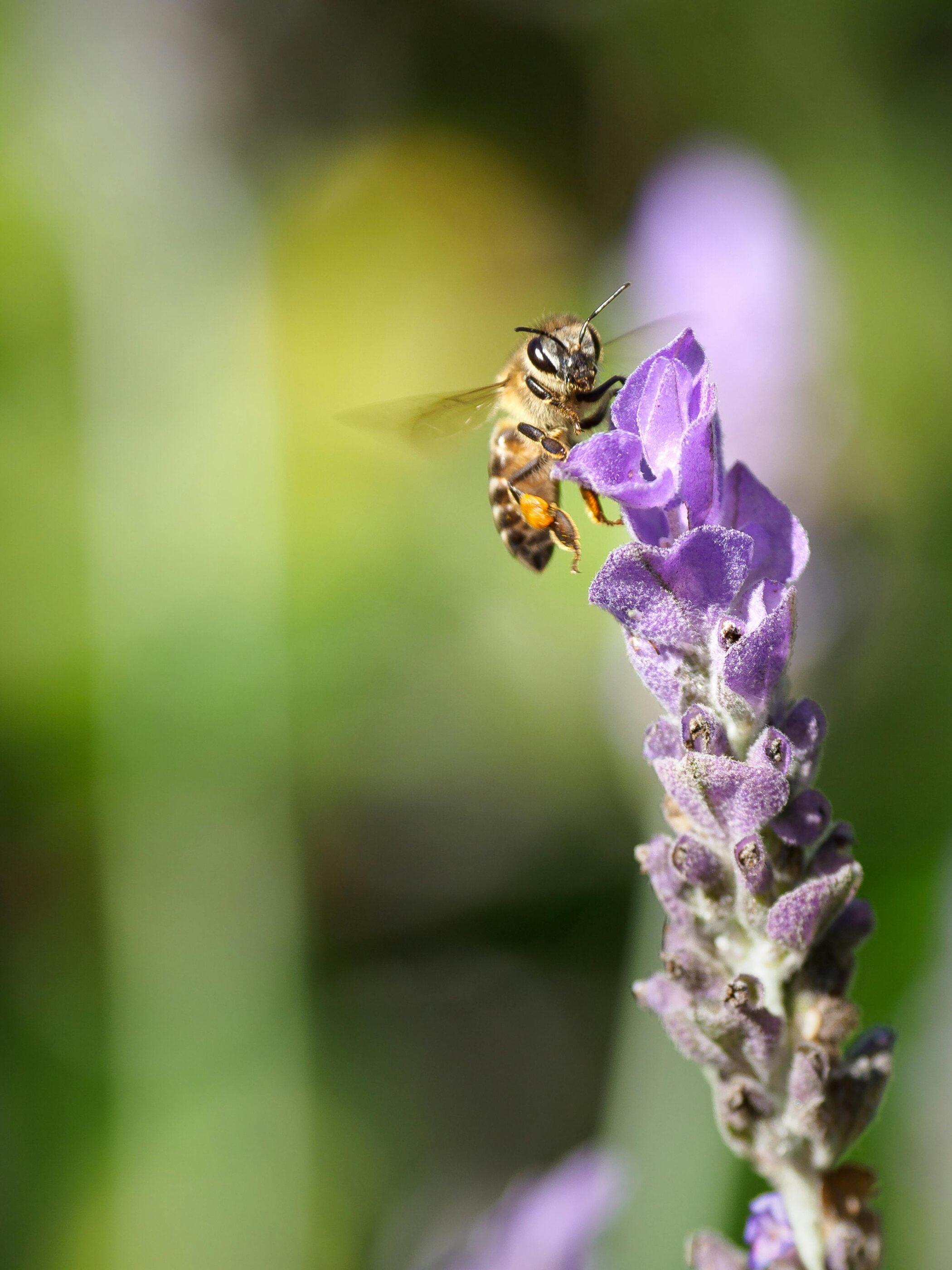 abeille-loto-insectes