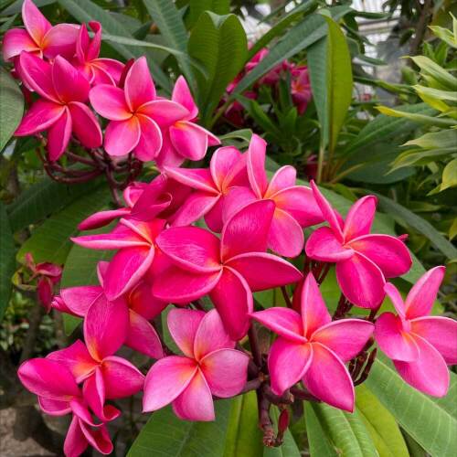 visite-plantes-tropicales-bourgailh