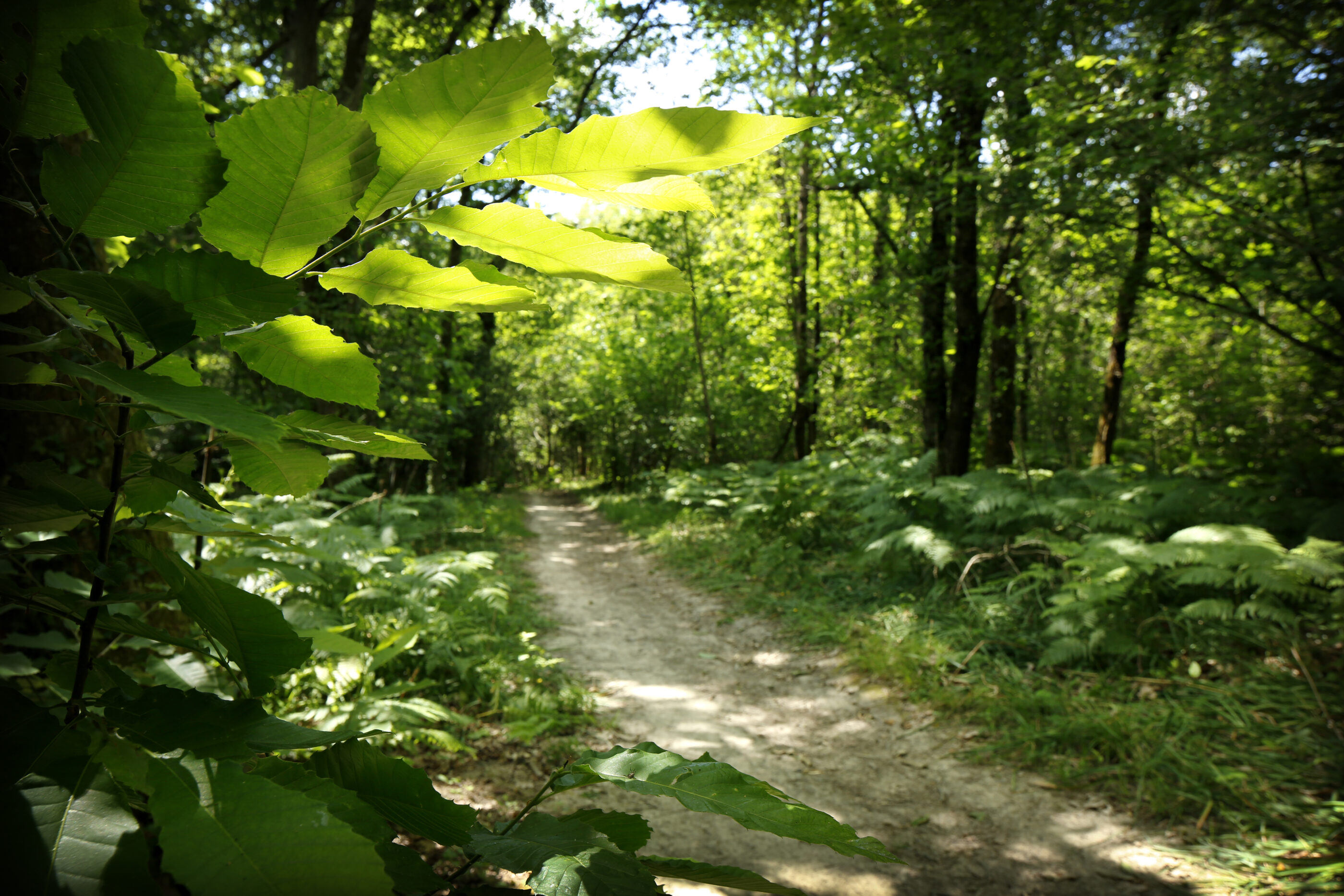 Boucle des Quatre Châteaux à Artigues-près-Bordeaux : 12,6 km entre nature & patrimoine