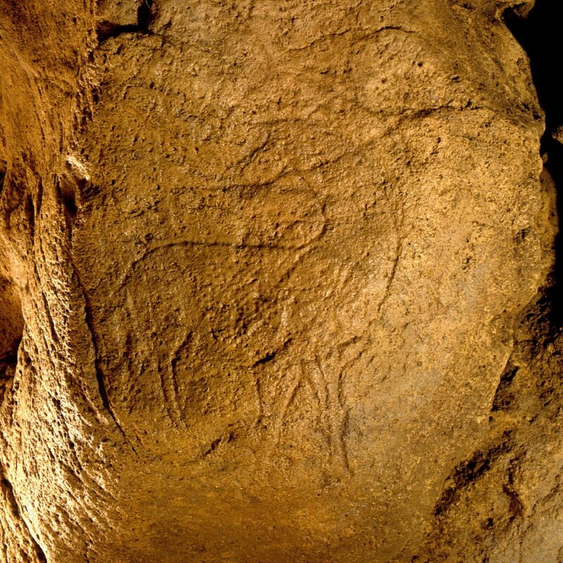 cheval tête retournée