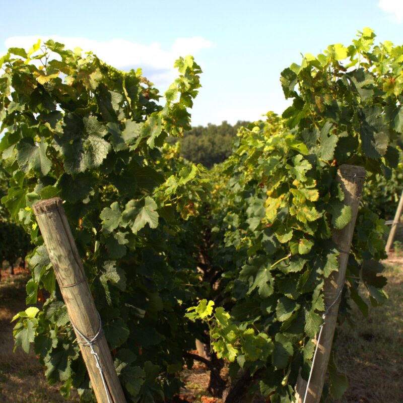vigne-lyre-chateau-la-bertinerie
