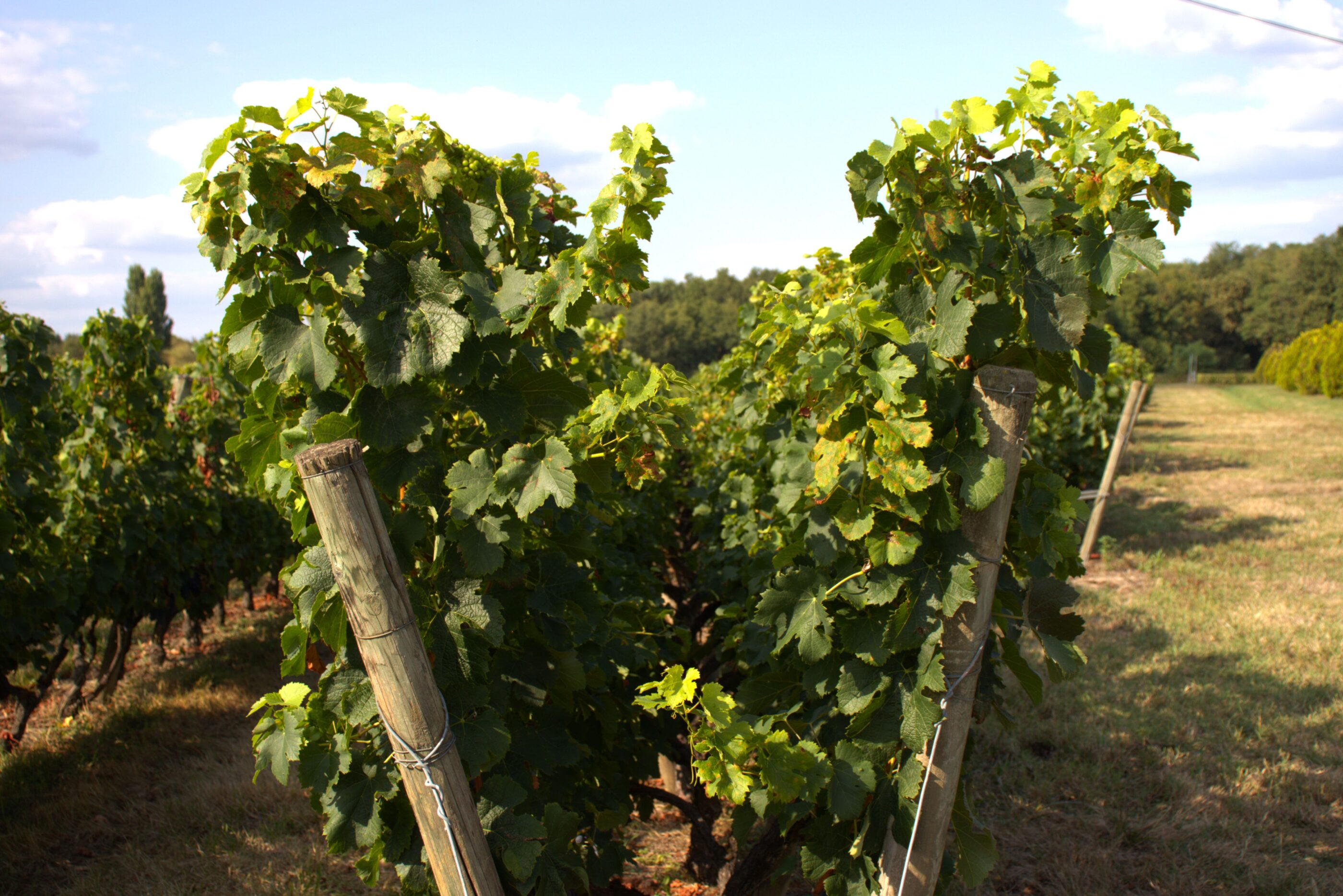 vigne-lyre-chateau-la-bertinerie