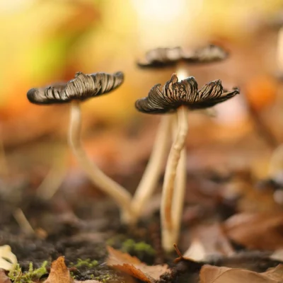 champignon-balade-medoc