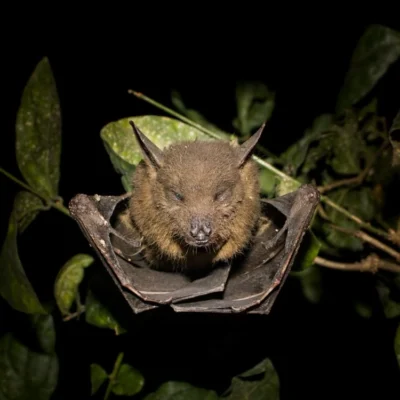 chauve-souris